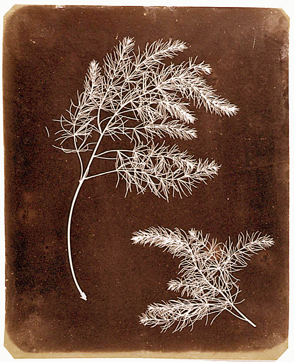 photogenic drawing de William Henri Fox Talbot (1800/1877), com data de c. 1839. 